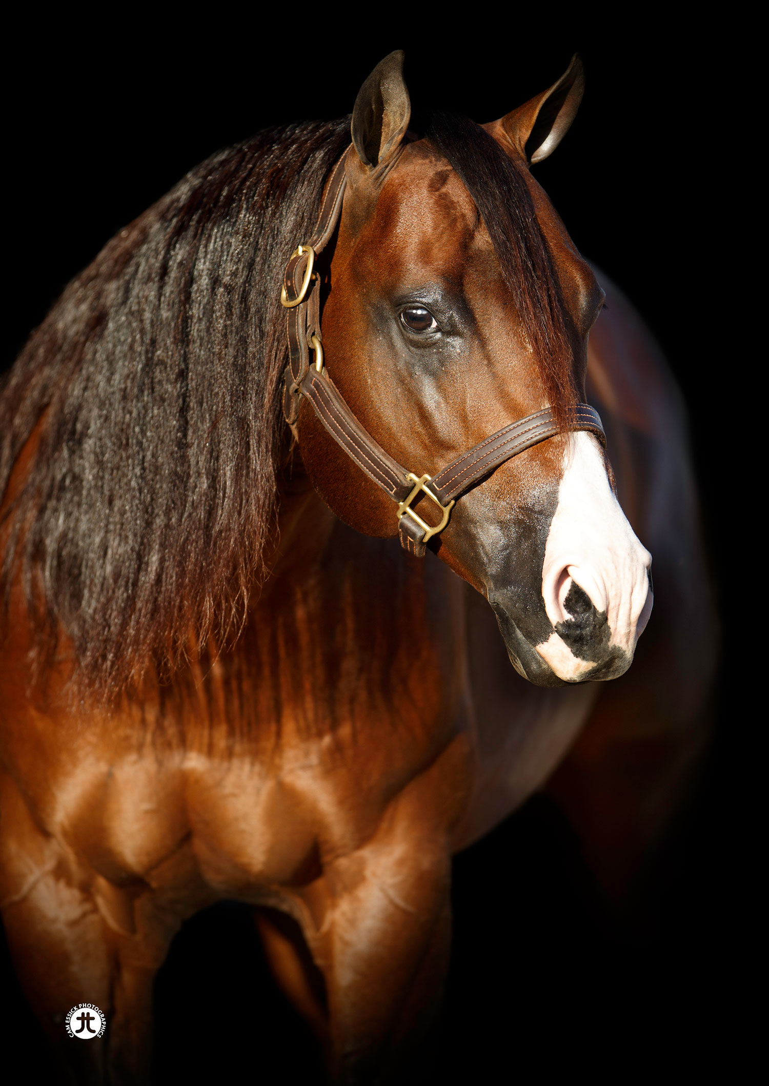 Smoking Trash Foals R Us