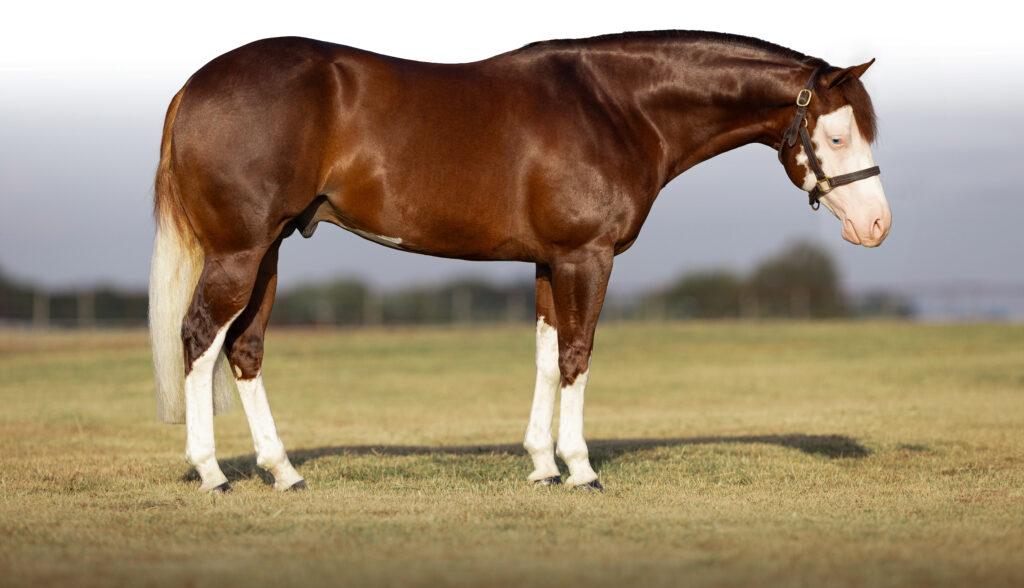 HS Marshal - Foals R Us